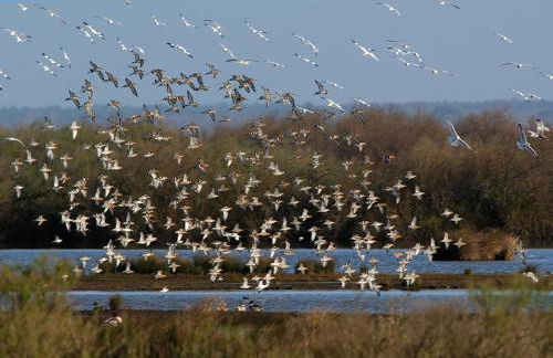 Maison bassin d'Arcachon 8 personnes, SPA, promo printemps - Photo 18