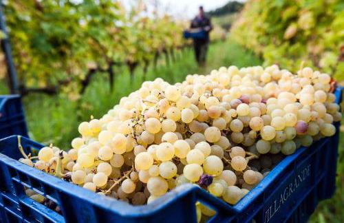 Wine Resort Villagrande - Foto 36