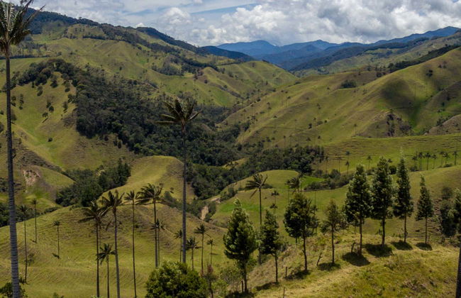 Cocora Valley Private Day Trip & Horse Riding - Foto 1