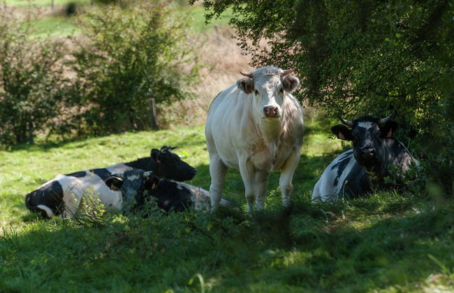 Sprimont Sauna & Garden Stay - Foto 35