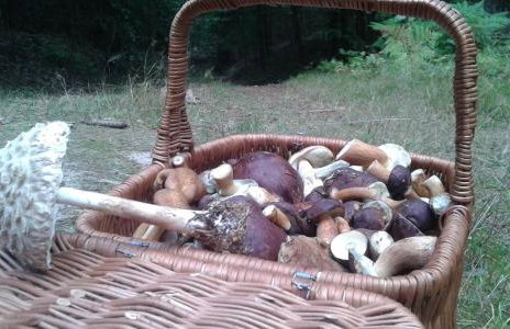 Wiejska Chata - Foto 59