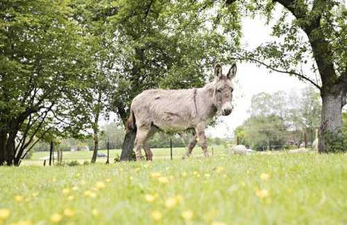 Gästehof Huber - Foto 5