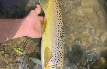 Riverfront Little Red Cabin, Hot Tub, World-class Trout Fishing, Views & Boat Access - Photo 56