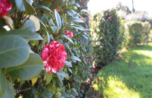 Cottage in Santa Comba With Pool - Photo 53