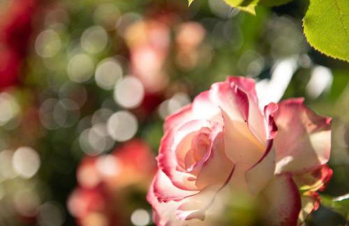 Agriturismo Casale Ugolini - Foto 27