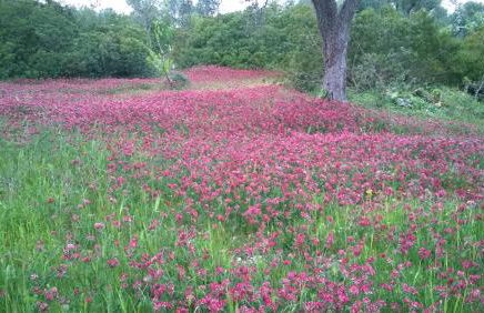 Trulli Eutopia - Foto 7