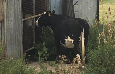 Romantic Cottage with Wood-fired Hot tub and Outdoor Pizza Oven - Foto 45