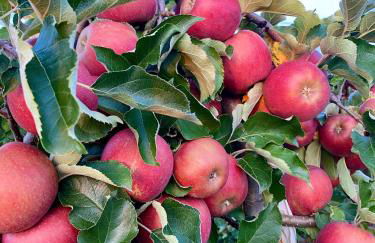 BLICKinsGRUEN - Foto 38