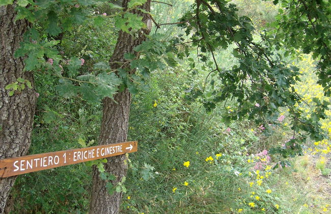 Viola nel Parco - Foto 74