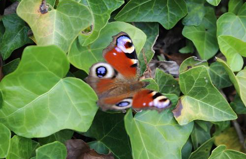 Sigmundenhof Schonach - Foto 39