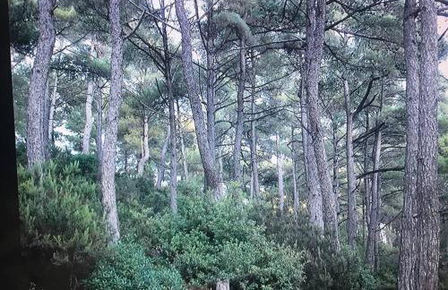 Despina Studios Kastanies Raxes Ikaria # 7 - Foto 34