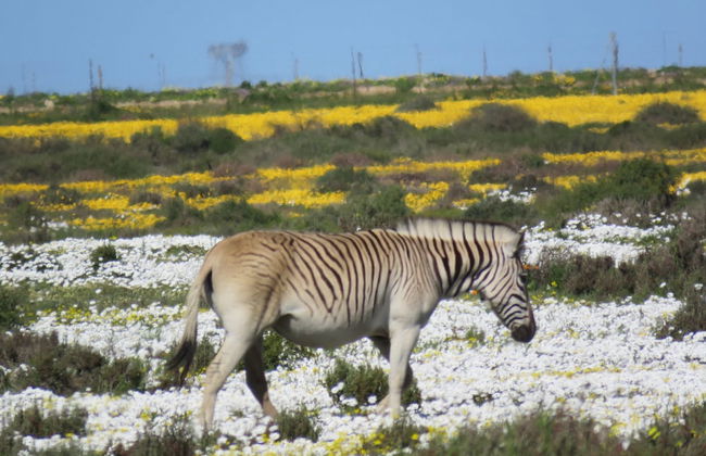 L'Ermitage Quagga Lodge - Photo 30