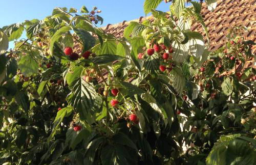 Gites Les Rainettes - Foto 10