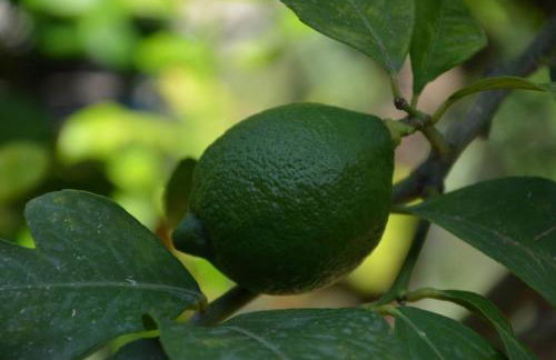 Casa Spisidda Appartamento "Panarea" per 4 persone con vista sulle Eolie - Foto 24