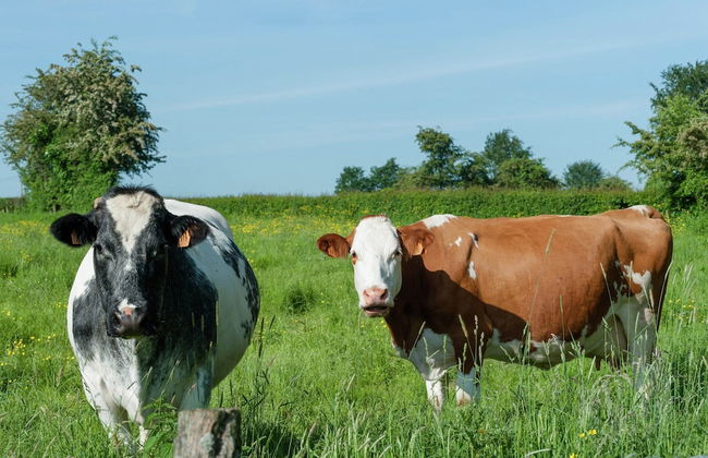 Modern Cottage With Private Garden in Waimes - Photo 31