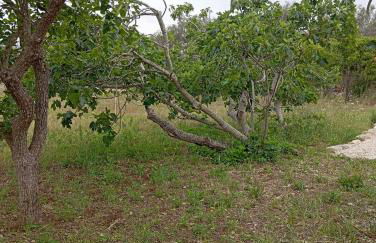 Casolare Giardino Aiarella-Assunta - Foto 51