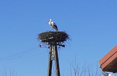 Marcinowa Zagroda - Foto 28