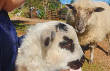 Chácara paraíso dá paz - Foto 1