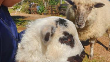 Chácara paraíso dá paz - Foto 1