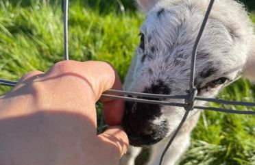 Nestledstays- The Farm Lodge - Foto 13