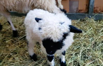 Aussermahrhof - familyfarm - Foto 42