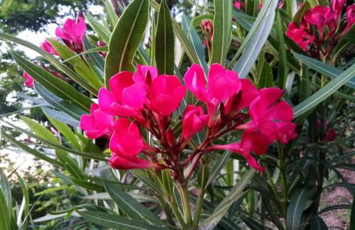 Casolare Toscano - Foto 26