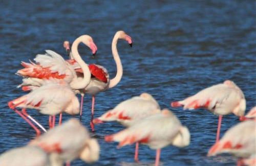Barcaresa-LA PERLE VUE MER PIEDS DANS L'EAU CLIM WIFI - Foto 20