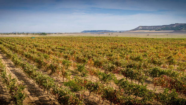 Viñedos en Valoria la Buena