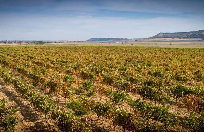 Concejo Bodegas Tour - Photo 5