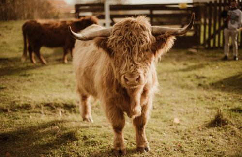 Lawendowy Wypas - Foto 52