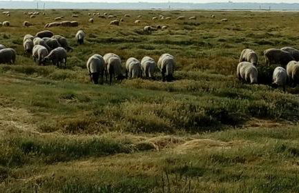 Chez Emile - Foto 43