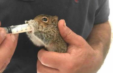 Converted Stone Barn -20 Acres - Farm Animals! - Photo 52