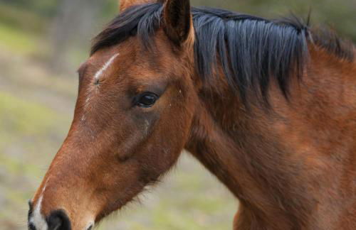 Tambor Del Llano - Foto 42