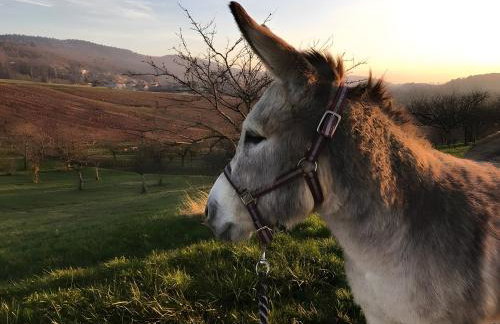 Gîte À La Ferme - La Popote - Foto 16
