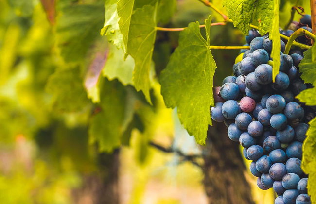 Escursione a una cantina del Priorat - Foto 1