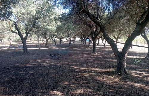 Tenuta L'uliveto - Foto 14