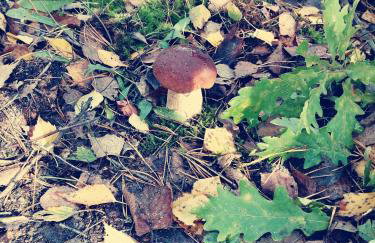 Mazurska Niwa - Foto 11