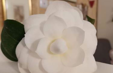 Le camelie - Foto 11