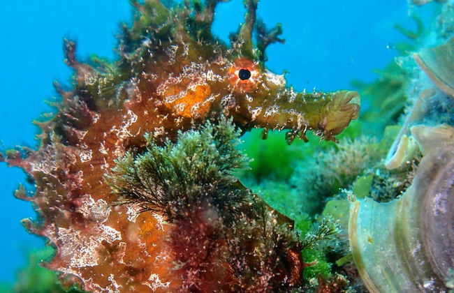 Immersione per principianti a Costa Teguise - Foto 5