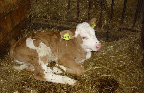 Willekes Blütenhof - Foto 14