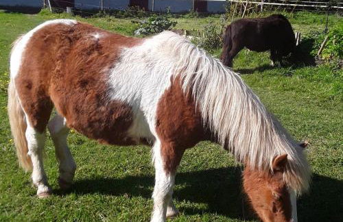 La Longère des Basses Terres - Photo 10
