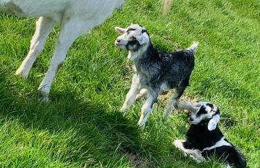 Brook lodge 2 - Photo 3