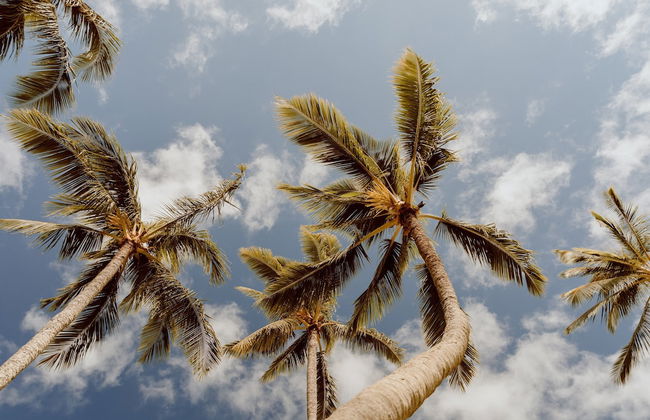 Banyan Harbor Resort - Foto 79