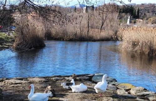 Lake Como Apartment IL NOCE - Foto 14