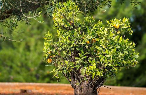 El mirador de la Sonora - Foto 11