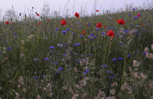 Müritzbrise 1 - Foto 10