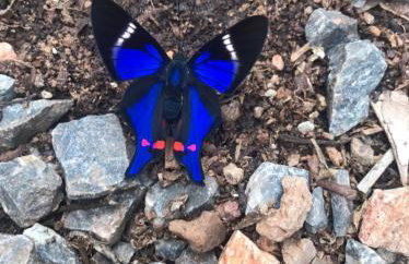 Chalé João de barro - Foto 25