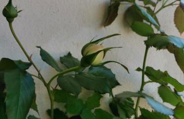 OFDL B T1 BANDOL - Briotine Foyalais - Foto 18