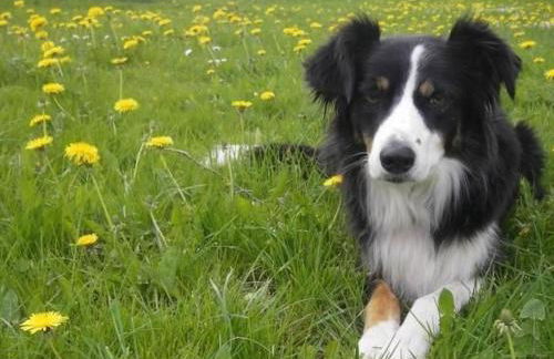 Holiday Home in Röhrnbach mit Grill und Terrasse by Interhome - Foto 21