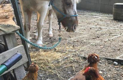 Studio Luise - Foto 22